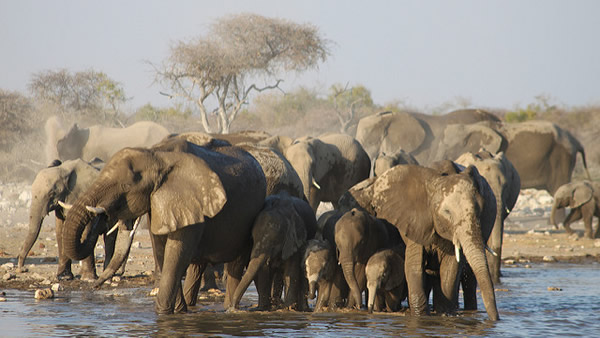 elefants